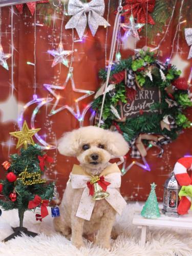 20231222クッキーくん